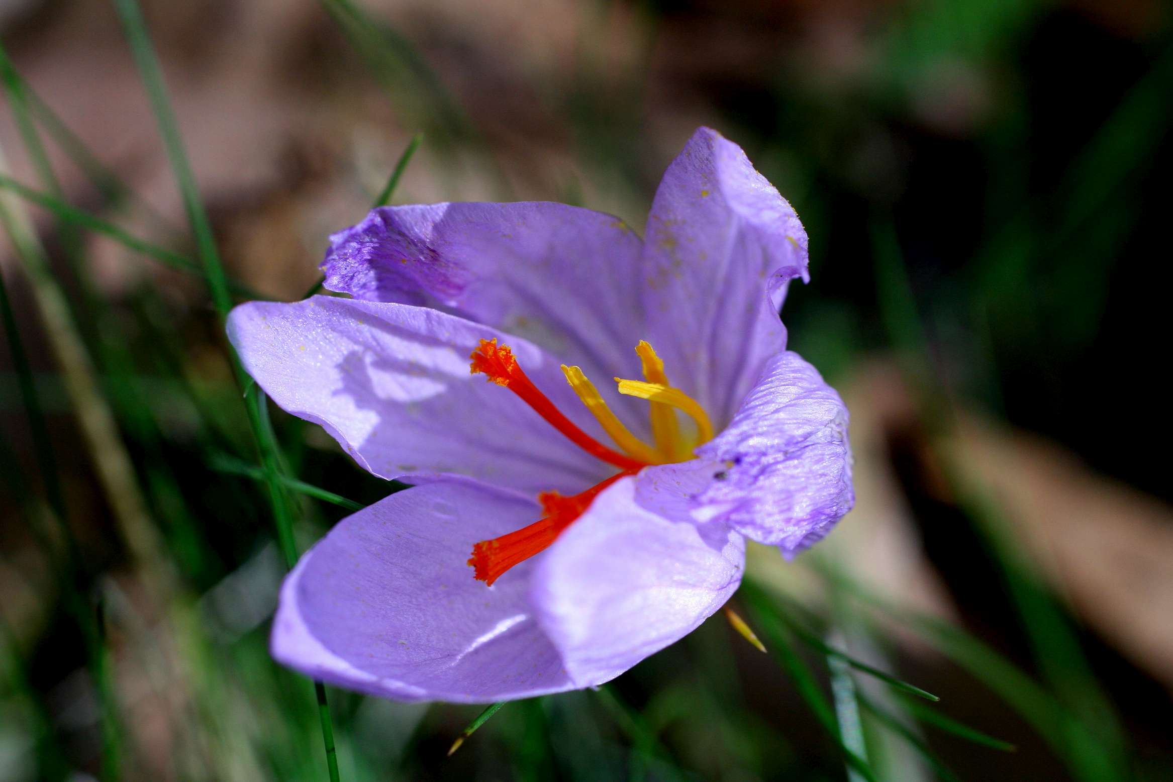 Crocus biflorus